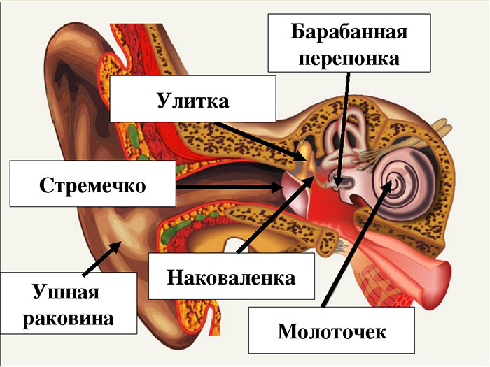Фото: анатомия уха