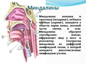 Психосоматика заболевания ангиной у детей