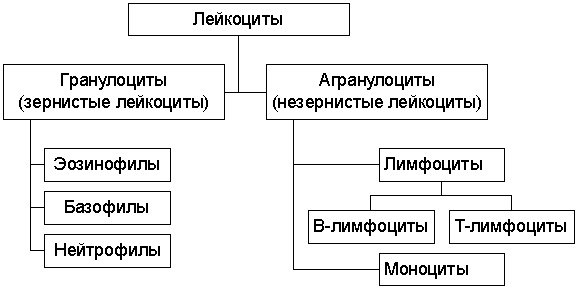 Эозинофилы в мазке из носа