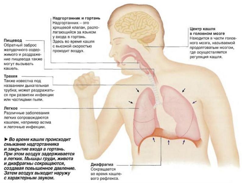 Причины постоянного сухого кашля и покашливания