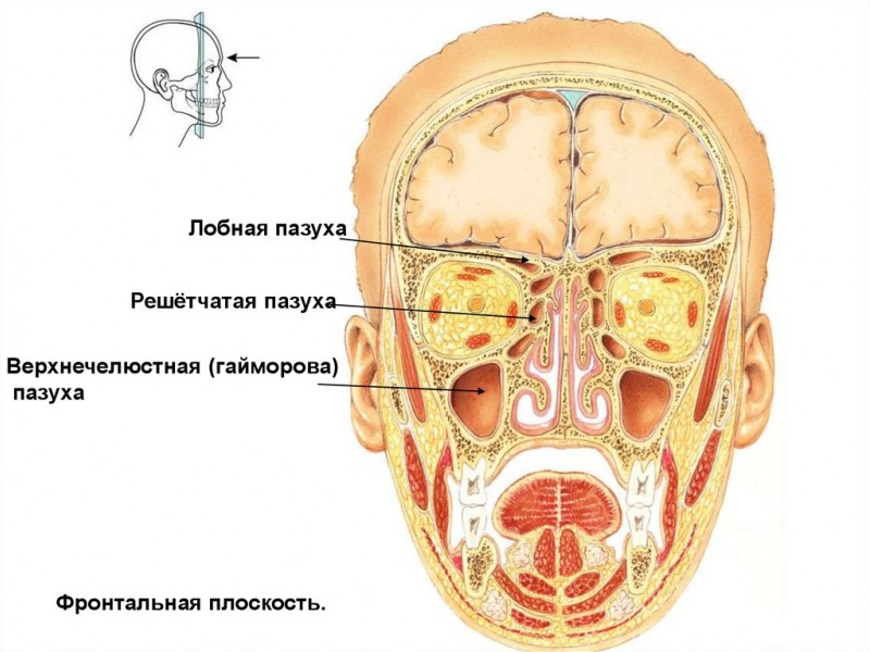 Гайморовы пазухи анатомия, симптомы воспаления, рентгенография