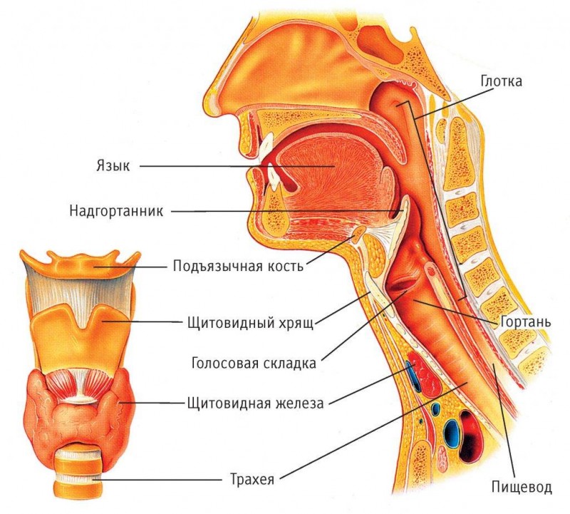 Заболевания гортани