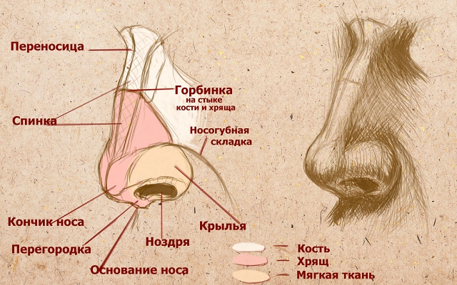 Строение наружного носа