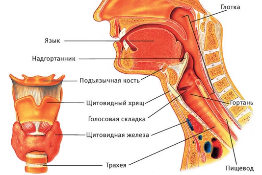 Плоскоклеточный рак гортани