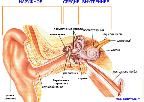 Что такое отит или воспаление уха