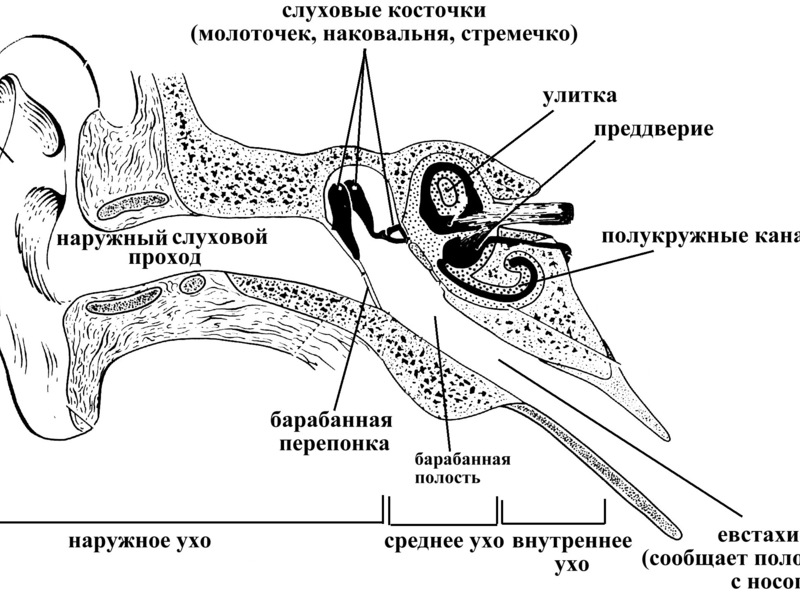 Анатомия среднего уха человека