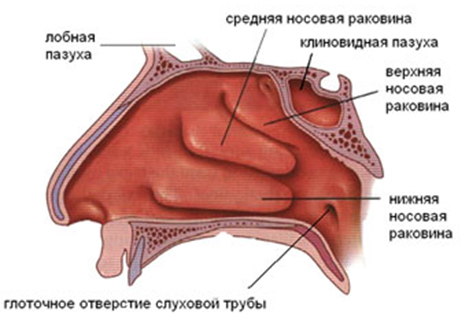 Риноскопия - это описание процедуры, показания к назначению и расшифровка