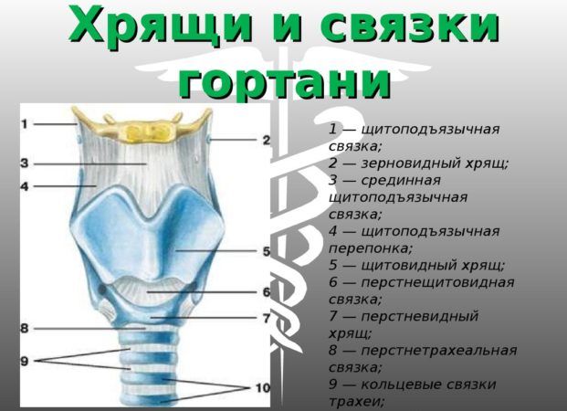 Заболевания гортани