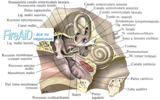 Анатомия уха у человека