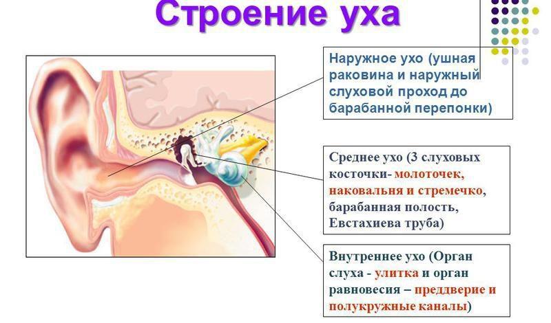 Структура органа слуха