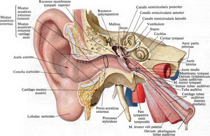 Анатомия среднего уха человека