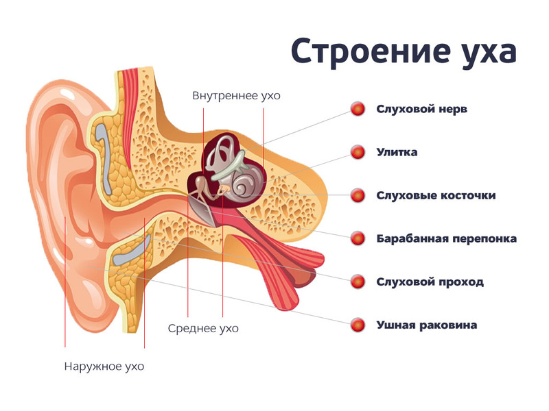 Анатомия среднего уха человека