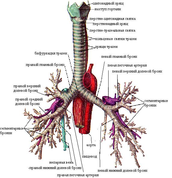 строение бронхов