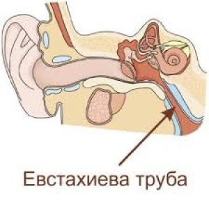 Строение и схема ушной раковины человека