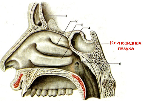 Расположение клиновидной пазухи