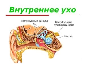 Анатомия среднего уха человека