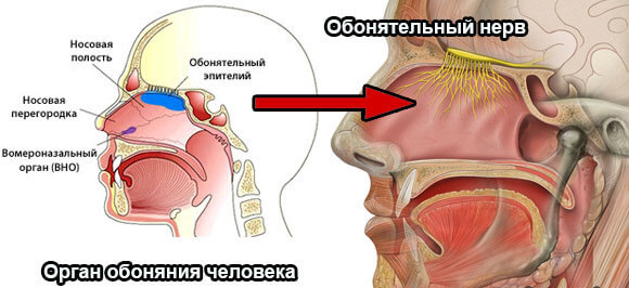 Обостренное обоняние причины и лечение