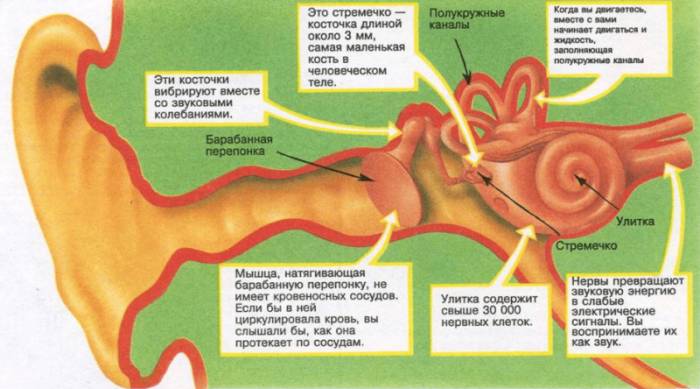 Анатомия уха у человека