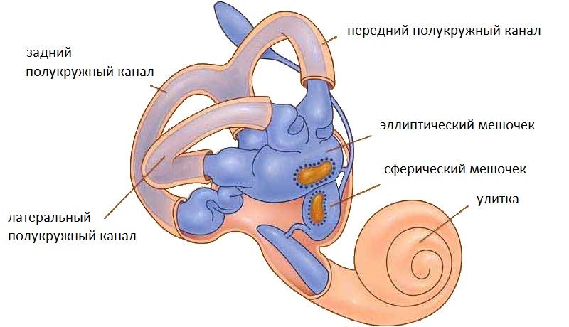 Симптомы воспаления внутреннего уха