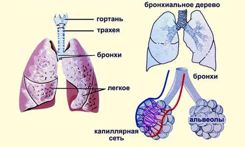 Препарат используется при разных заболеваниях дыхательной системы